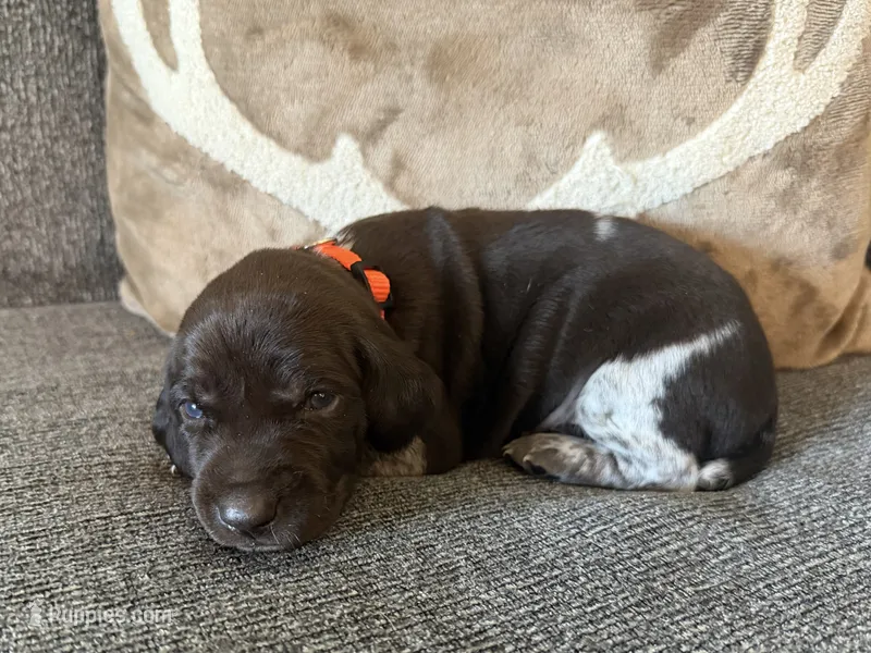 Orange Collar - Boy – German Shorthaired Pointer puppy for sale in Franklin, KY