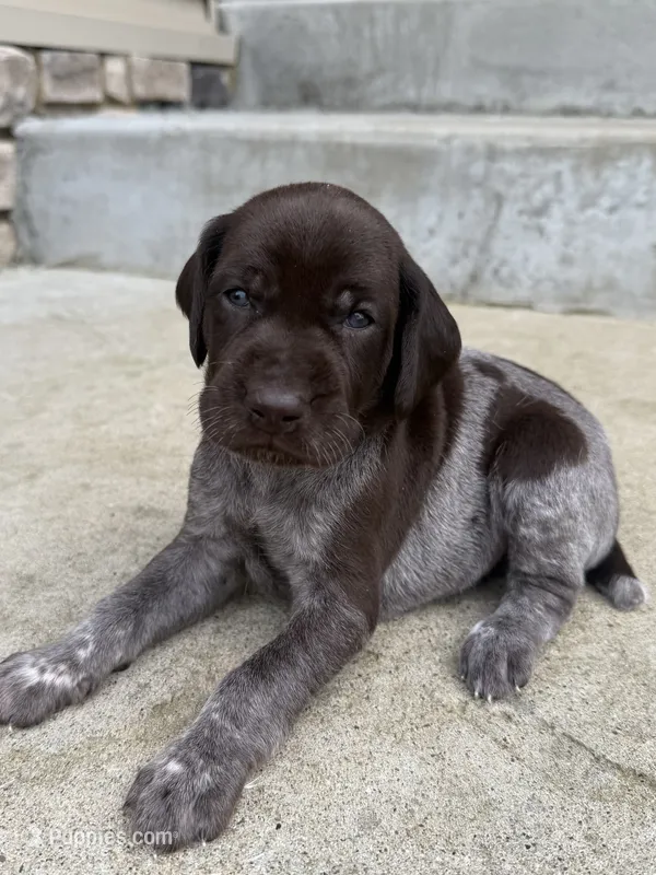 Blue Collar - Boy – German Shorthaired Pointer puppy for sale in Franklin, KY
