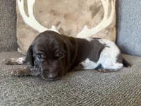 Red Collar - Girl, a female German Shorthaired Pointer for sale in Franklin, KY – 1 of 4