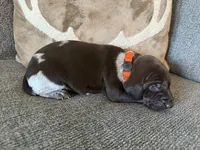 Orange Collar - Boy, a male German Shorthaired Pointer for sale in Franklin, KY – 2 of 3