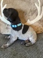 Blue Collar - Boy, a male German Shorthaired Pointer for sale in Franklin, KY – 2 of 4
