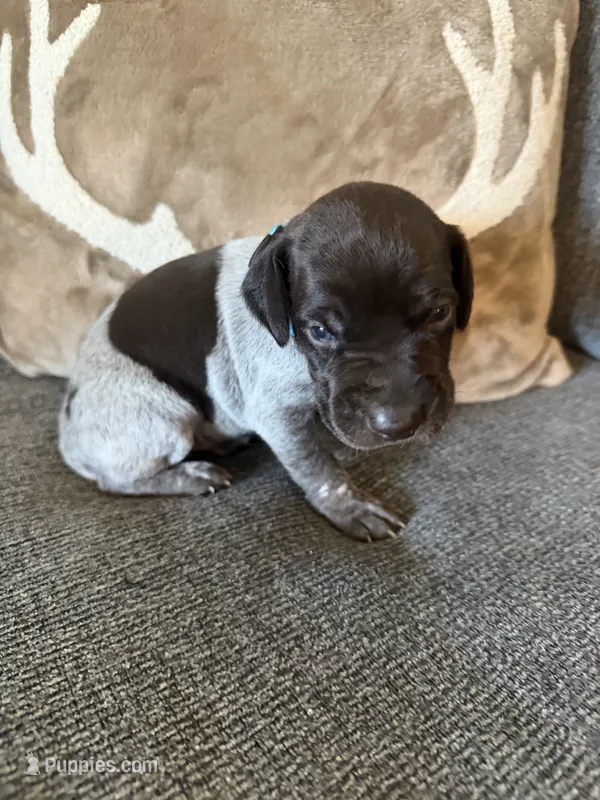 Blue Collar - Boy – German Shorthaired Pointer puppy for sale in Franklin, KY
