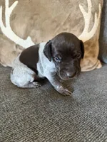 Blue Collar - Boy, a male German Shorthaired Pointer for sale in Franklin, KY – 1 of 4