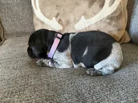 Purple Collar - Girl, a female German Shorthaired Pointer for sale in Franklin, KY – 2 of 3