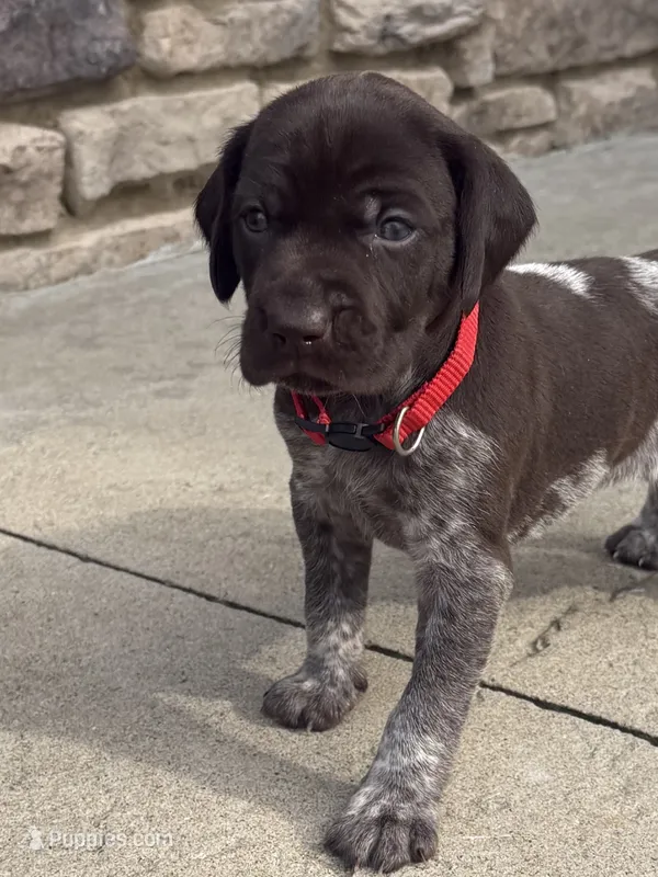 Red Collar - Girl – German Shorthaired Pointer puppy for sale in Franklin, KY