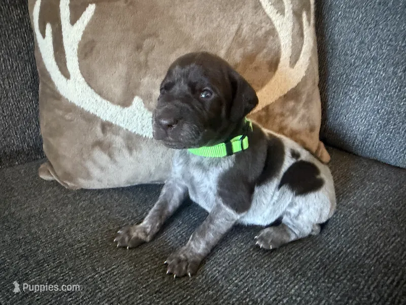 Green Collar - Boy – German Shorthaired Pointer puppy for sale in Franklin, KY