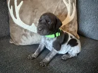 Green Collar - Boy, a male German Shorthaired Pointer for sale in Franklin, KY – 1 of 4