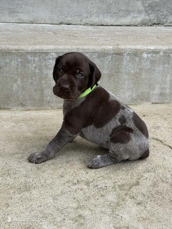 Green Collar - Boy – German Shorthaired Pointer puppy for sale in Franklin, KY