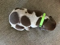 Green Collar - Boy, a male German Shorthaired Pointer for sale in Franklin, KY – 2 of 4