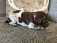 Red Collar - Girl, a female German Shorthaired Pointer for sale in Franklin, KY – 4 of 4