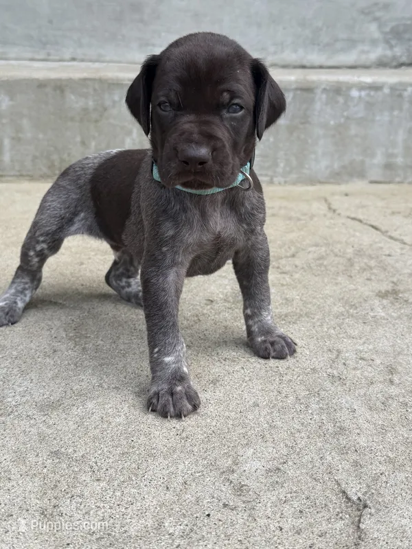 Blue Collar - Boy – German Shorthaired Pointer puppy for sale in Franklin, KY