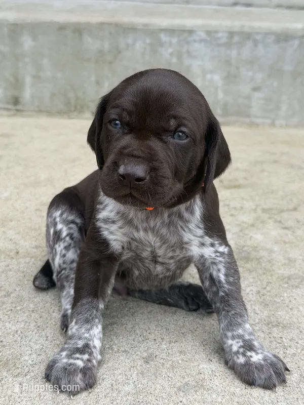 Orange Collar - Boy – German Shorthaired Pointer puppy for sale in Franklin, KY