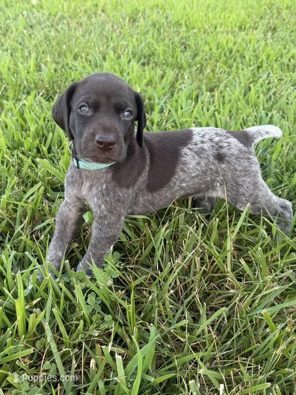 Blue Collar - Boy – German Shorthaired Pointer puppy for sale in Franklin, KY