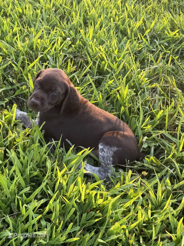 Orange Collar - Boy – German Shorthaired Pointer puppy for sale in Franklin, KY