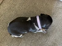 Purple Collar - Girl, a female German Shorthaired Pointer for sale in Franklin, KY – 3 of 3