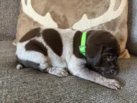 Green Collar - Boy, a male German Shorthaired Pointer for sale in Franklin, KY – 3 of 4