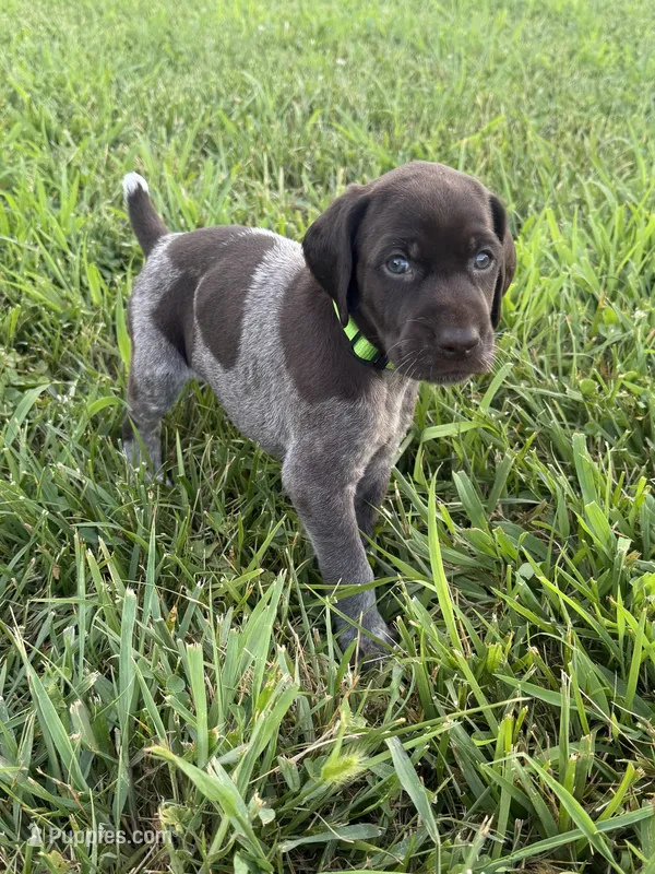 Green Collar - Boy – German Shorthaired Pointer puppy for sale in Franklin, KY