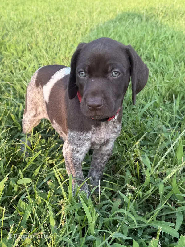 Red Collar - Girl – German Shorthaired Pointer puppy for sale in Franklin, KY