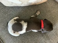 Red Collar - Girl, a female German Shorthaired Pointer for sale in Franklin, KY – 3 of 4