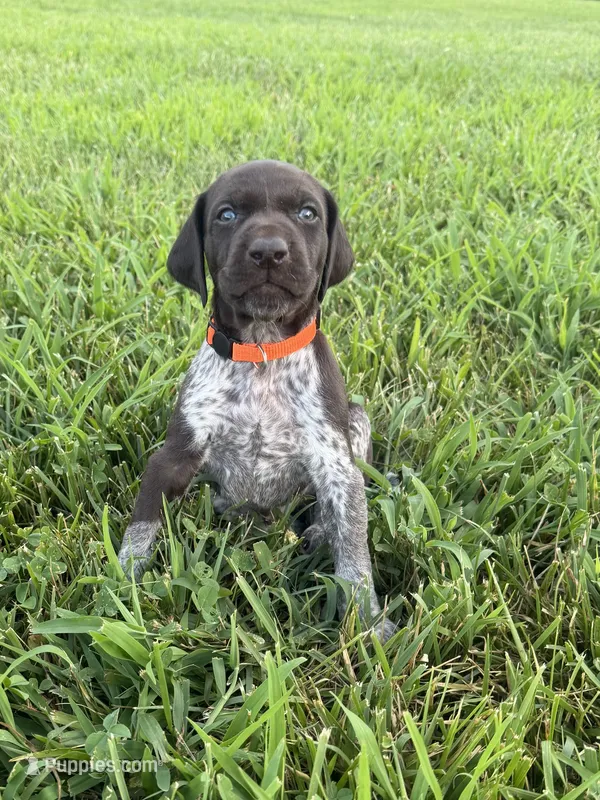 Orange Collar - Boy – German Shorthaired Pointer puppy for sale in Franklin, KY