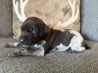 Red Collar - Girl, a female German Shorthaired Pointer for sale in Franklin, KY – 2 of 4