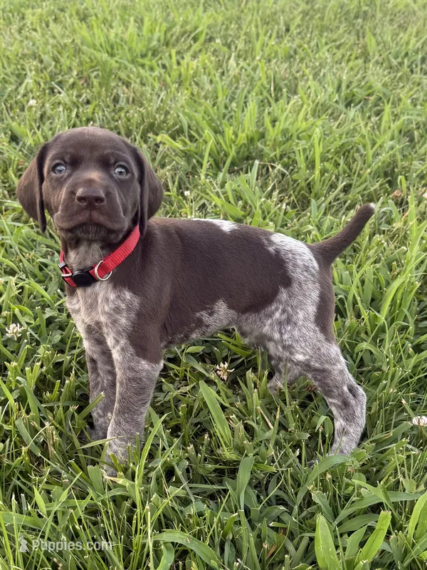 Red Collar - Girl – German Shorthaired Pointer puppy for sale in Franklin, KY