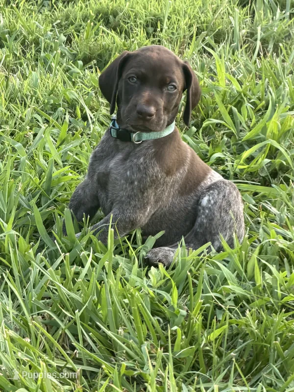 Blue Collar - Boy – German Shorthaired Pointer puppy for sale in Franklin, KY
