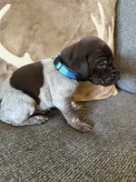 Blue Collar - Boy, a male German Shorthaired Pointer for sale in Franklin, KY – 4 of 4