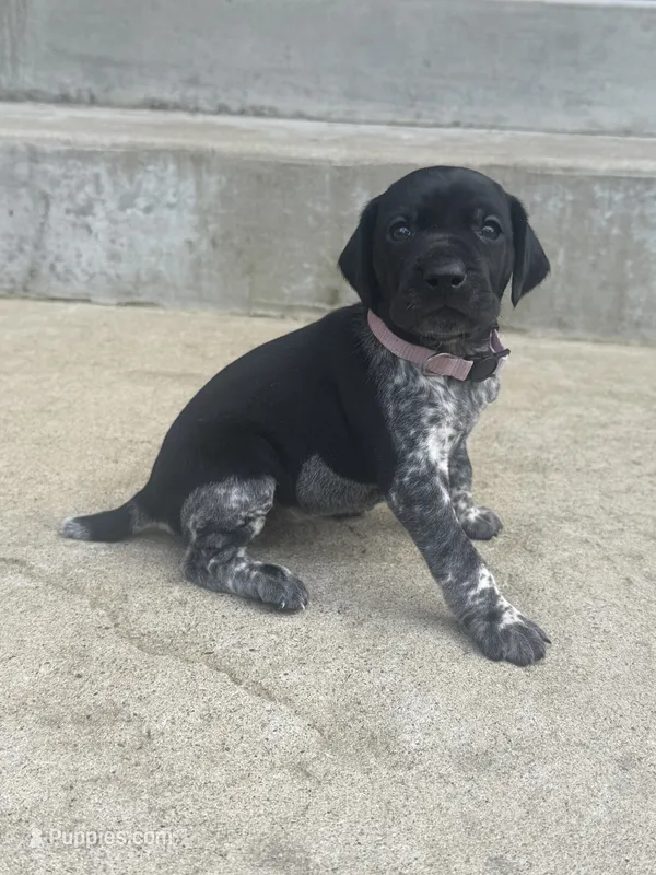 Purple Collar - Girl – German Shorthaired Pointer puppy for sale in Franklin, KY
