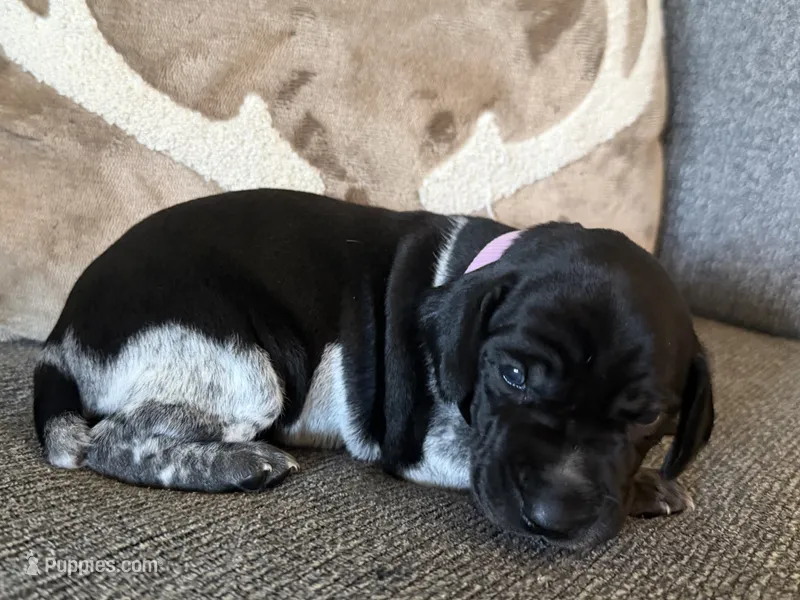 Purple Collar - Girl – German Shorthaired Pointer puppy for sale in Franklin, KY