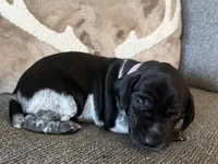 Purple Collar - Girl, a female German Shorthaired Pointer for sale in Franklin, KY – 1 of 3