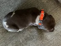 Orange Collar - Boy, a male German Shorthaired Pointer for sale in Franklin, KY – 3 of 3