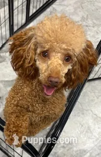 Reba – Poodle - Toy  puppy for sale in Monroe, NC
