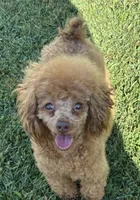 RedMan, a male Poodle - Toy  for sale in Monroe, NC – 2 of 2
