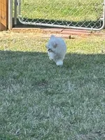 Jasper, a male Poodle - Toy  for sale in Monroe, NC – Photo 2 of 4