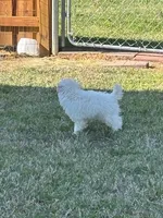 Jasper, a male Poodle - Toy  for sale in Monroe, NC – Photo 3 of 4