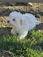 Jasper, a male Poodle - Toy  for sale in Monroe, NC – Photo 1 of 4