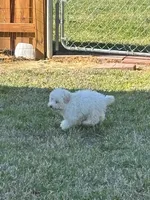 Jasper, a male Poodle - Toy  for sale in Monroe, NC – Photo 4 of 4