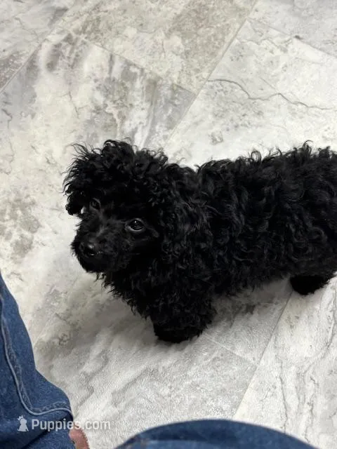 Chevy – Poodle - Miniature  puppy for sale in Monroe, NC