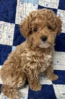 Rocky, a male Poodle - Toy  for sale in Monroe, NC – 1 of 1