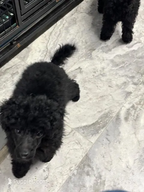 Diesel – Poodle - Miniature  puppy for sale in Monroe, NC