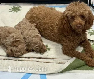 Reba – Poodle - Toy  puppy for sale in Monroe, NC