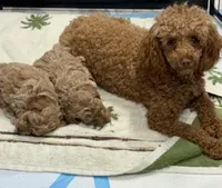 Reba, a female Poodle - Toy  for sale in Monroe, NC – 1 of 2