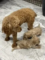 Reba, a female Poodle - Toy  for sale in Monroe, NC – 2 of 2