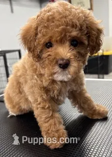 Roxy – Poodle - Toy  puppy for sale in Monroe, NC