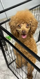 RedMan – Poodle - Toy  puppy for sale in Monroe, NC