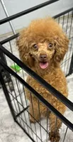 RedMan, a male Poodle - Toy  for sale in Monroe, NC – 1 of 2