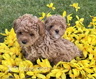 Roxy – Poodle - Toy  puppy for sale in Monroe, NC