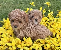 Roxy, a female Poodle - Toy  for sale in Monroe, NC – 1 of 1
