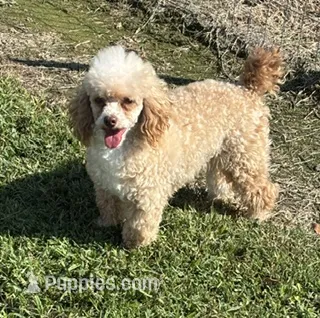 Peppy – Poodle - Toy  puppy for sale in Monroe, NC